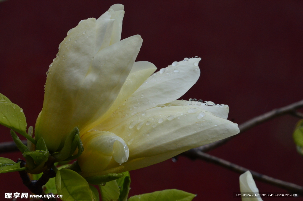 雨露玉兰花儿