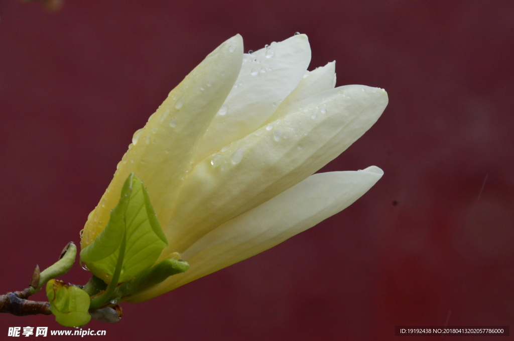 雨露玉兰花儿