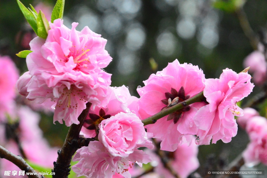 雨露碧桃花儿