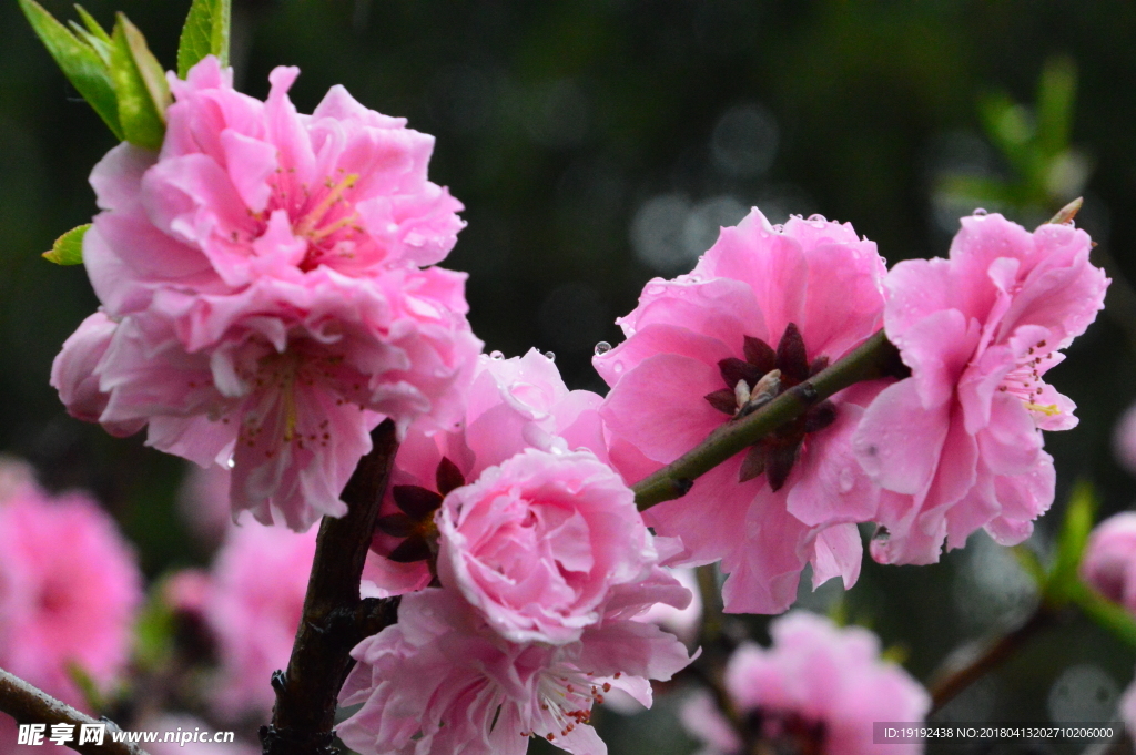雨露碧桃花儿