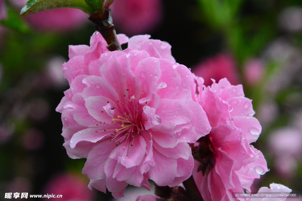 雨露碧桃花儿