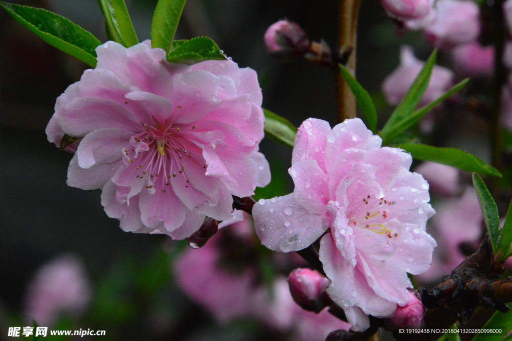 雨露碧桃花儿