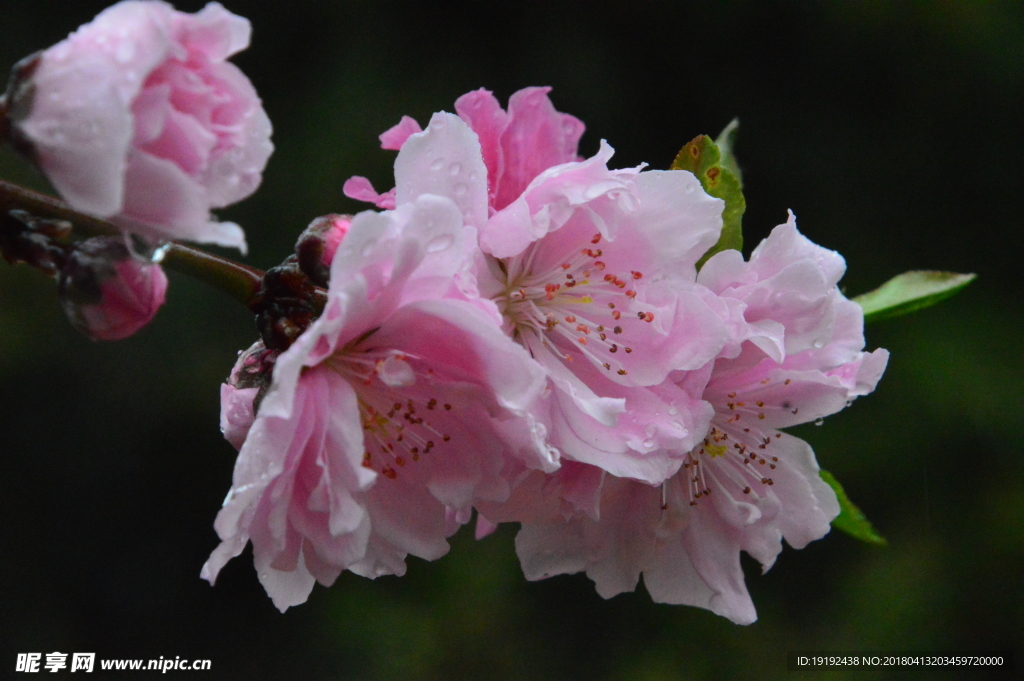 雨露碧桃花儿