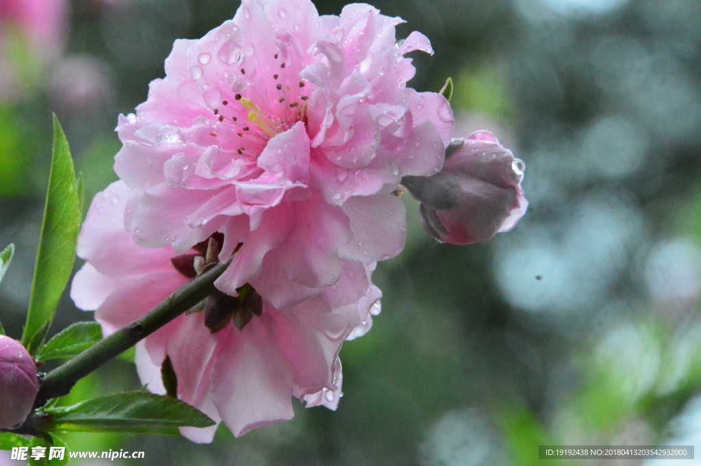 雨露碧桃花儿