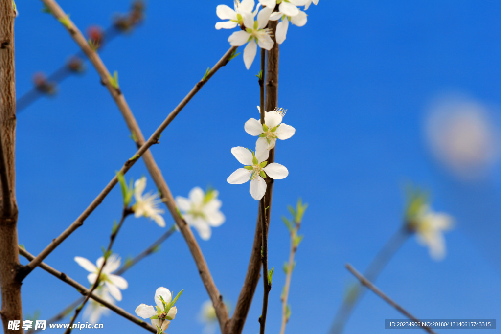 桃花