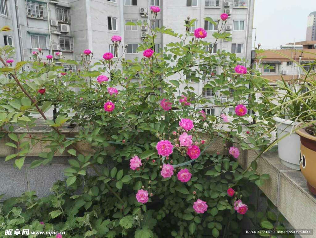 盛开的月季花