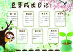 豆芽成长科学小报