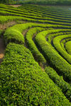 茶园风景图片素材