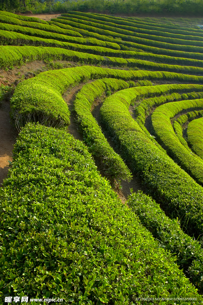 茶园风景图片素材