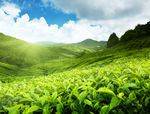 茶园图片素材