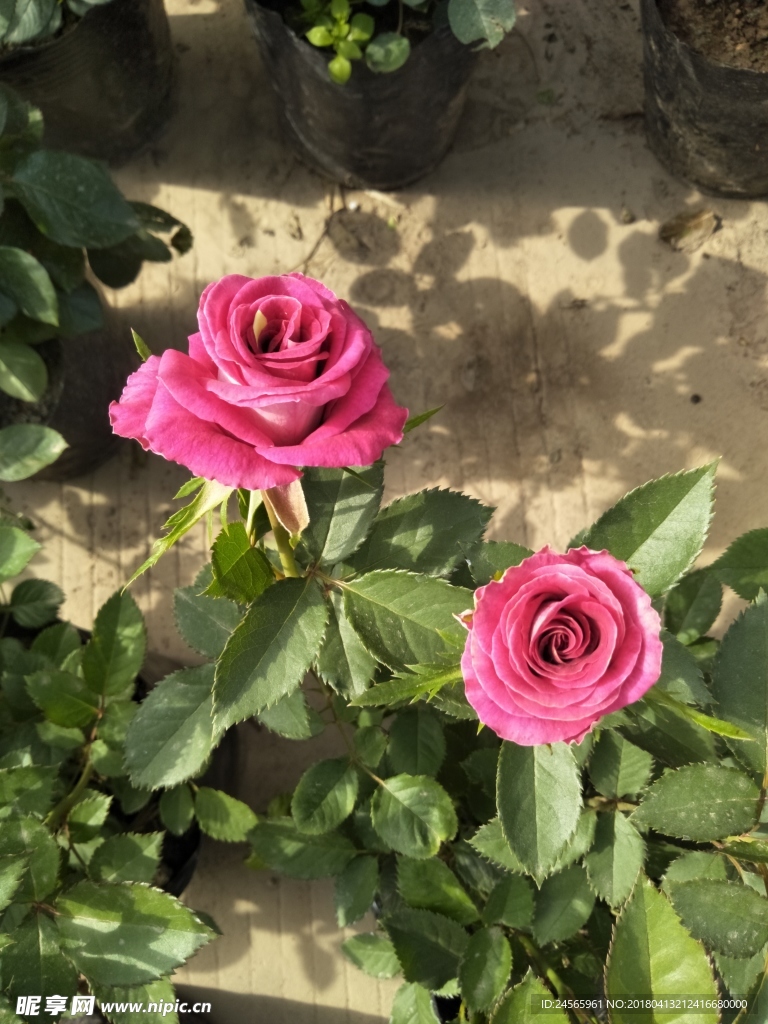 月季花