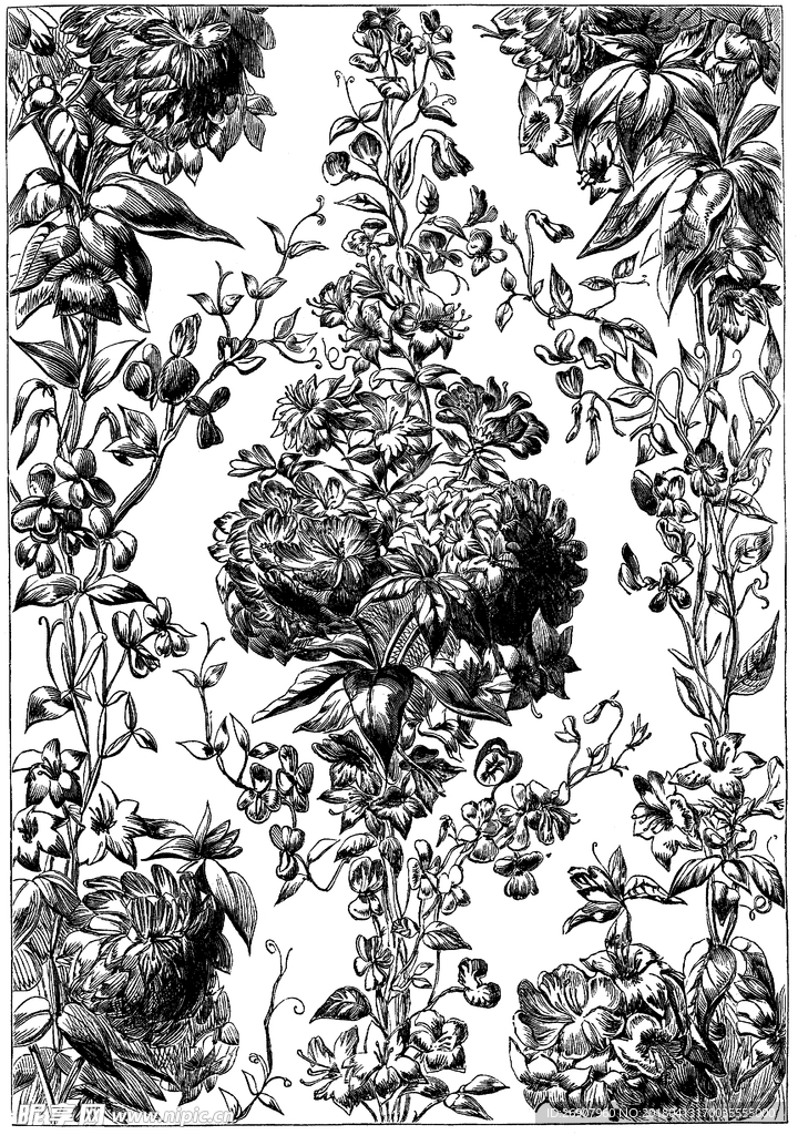 版画系列  插画 花纹
