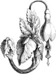 版画系列  插画 装饰艺术植物