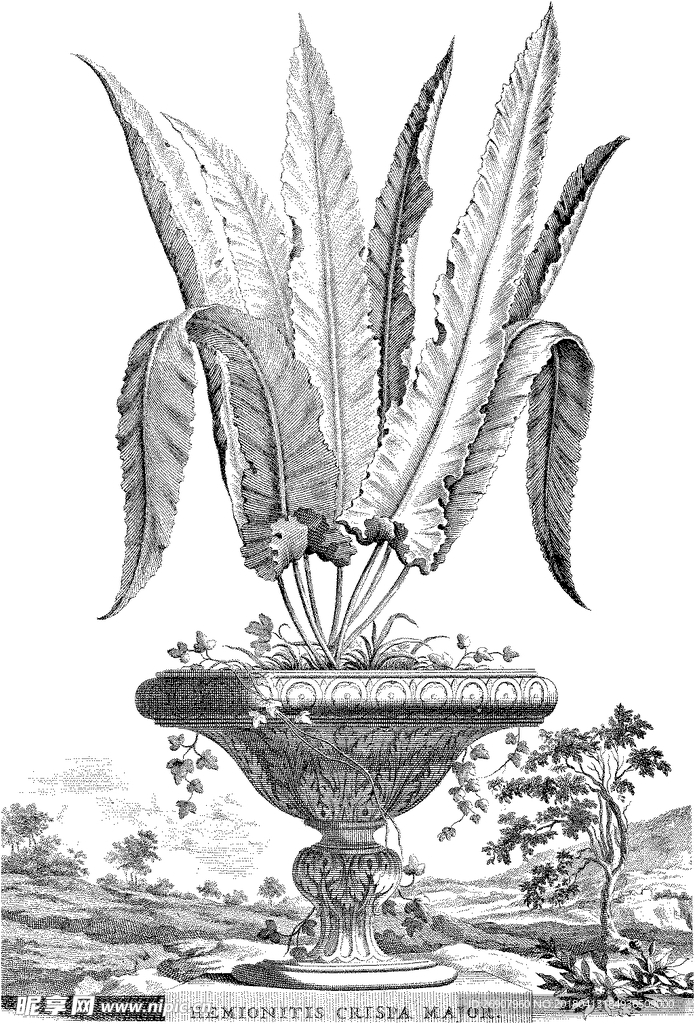 版画系列  插图 植物叶子