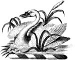 版画系列  插图 天鹅 芦苇