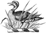 版画系列  插图 野鸭 鸟