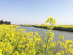 油菜花