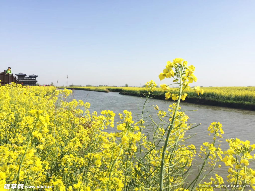 油菜花
