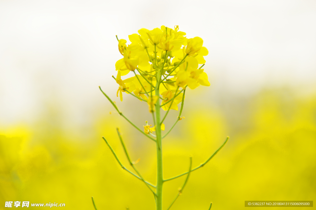 金黄的油菜花