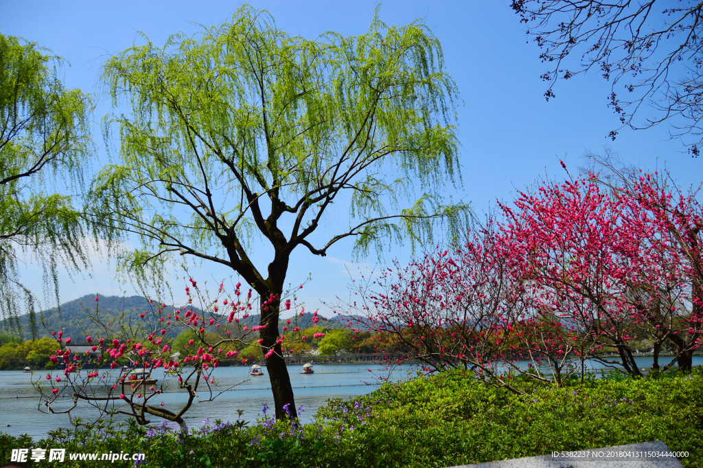 杭州西湖花红柳绿苏堤