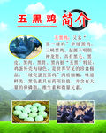 五黑鸡简介