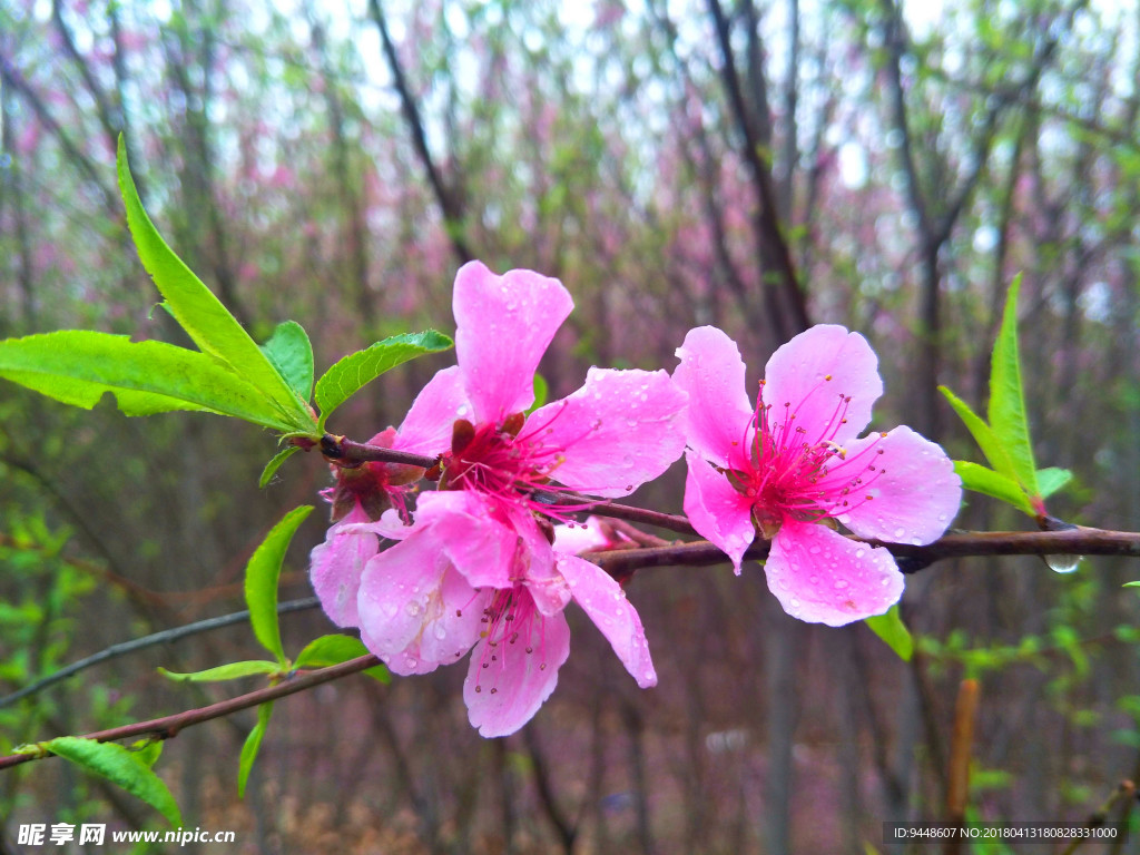 桃花