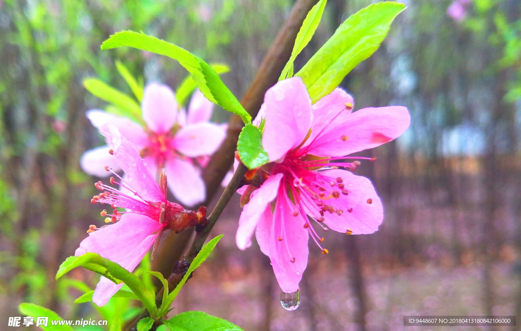 桃花