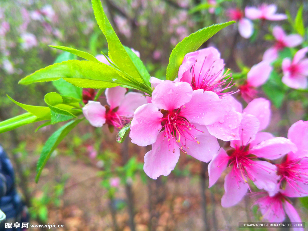 桃花