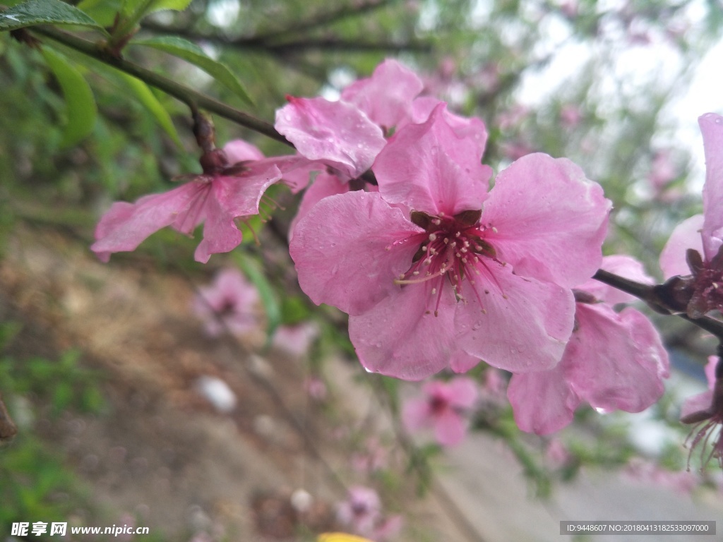 桃花