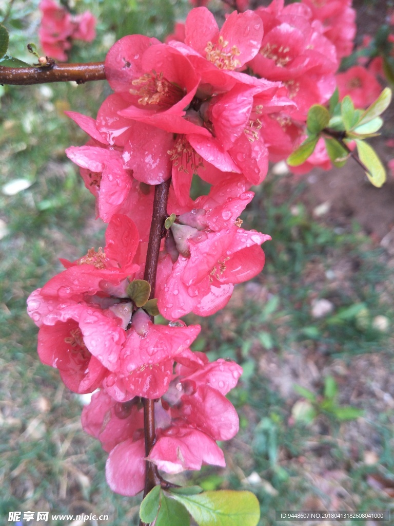 贴梗海棠
