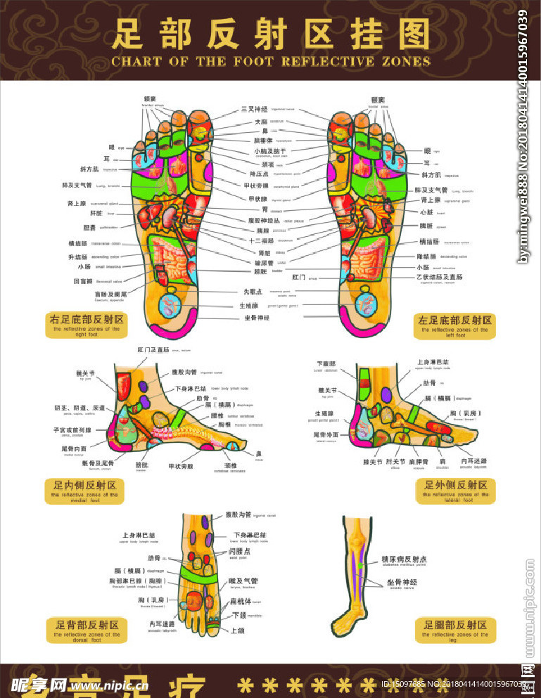 穴位图 足部穴位