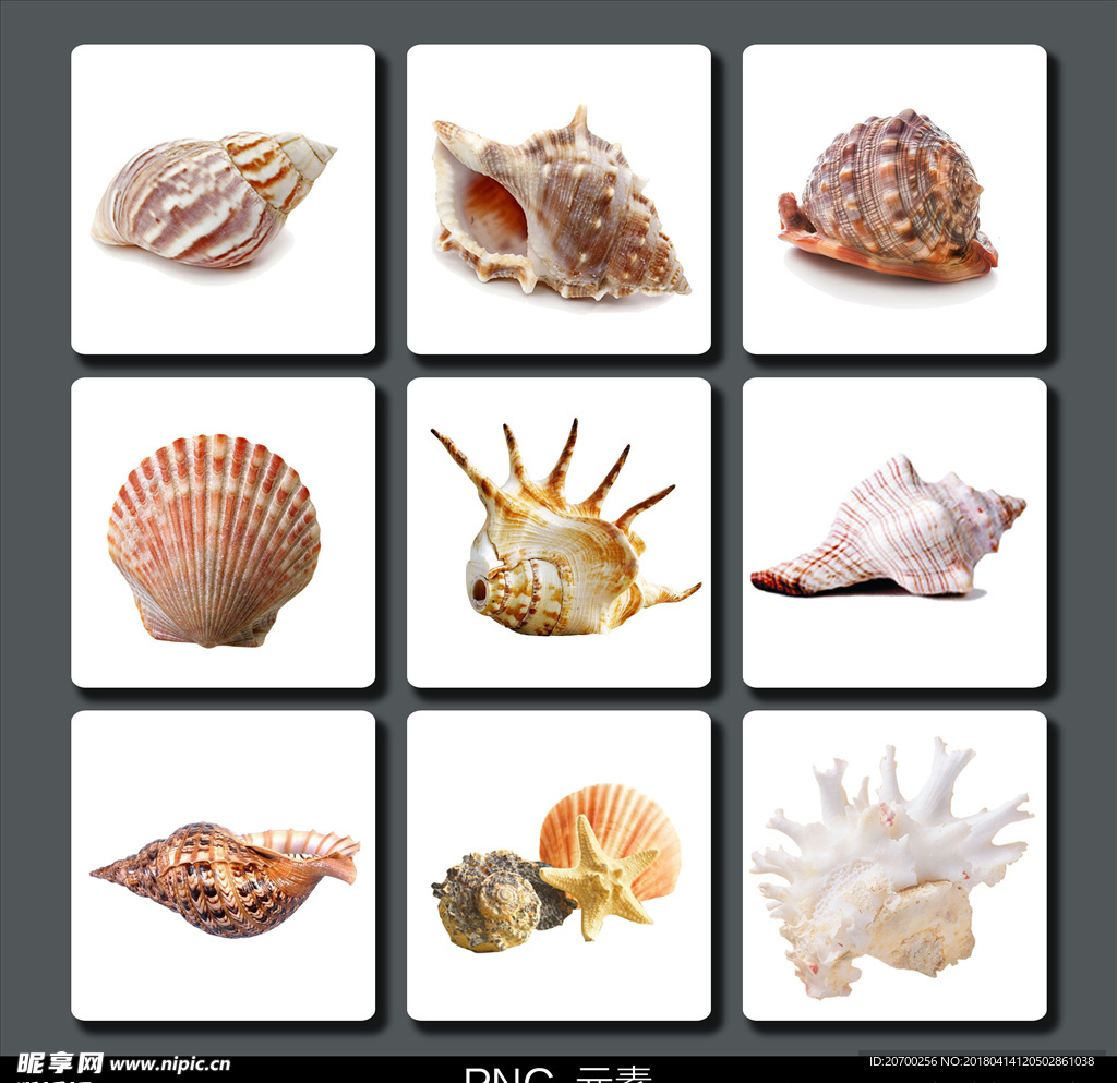 海星海螺素材