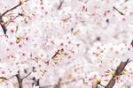 日本白色樱花 高清图