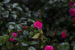 山茶花
