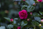 山茶花