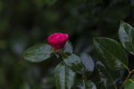 山茶花