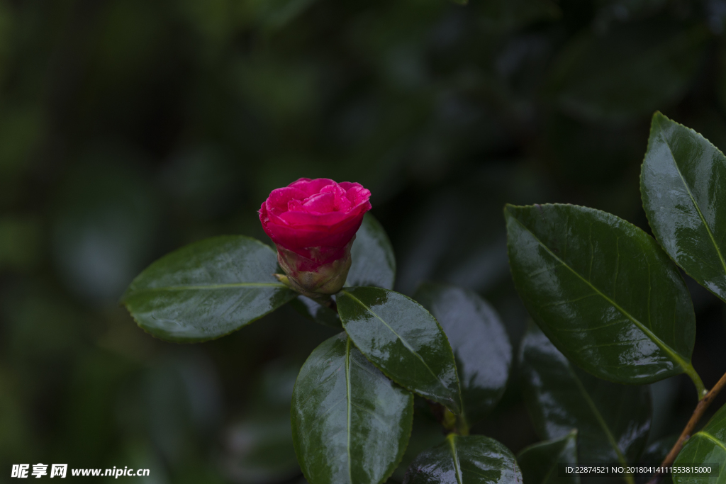 山茶花