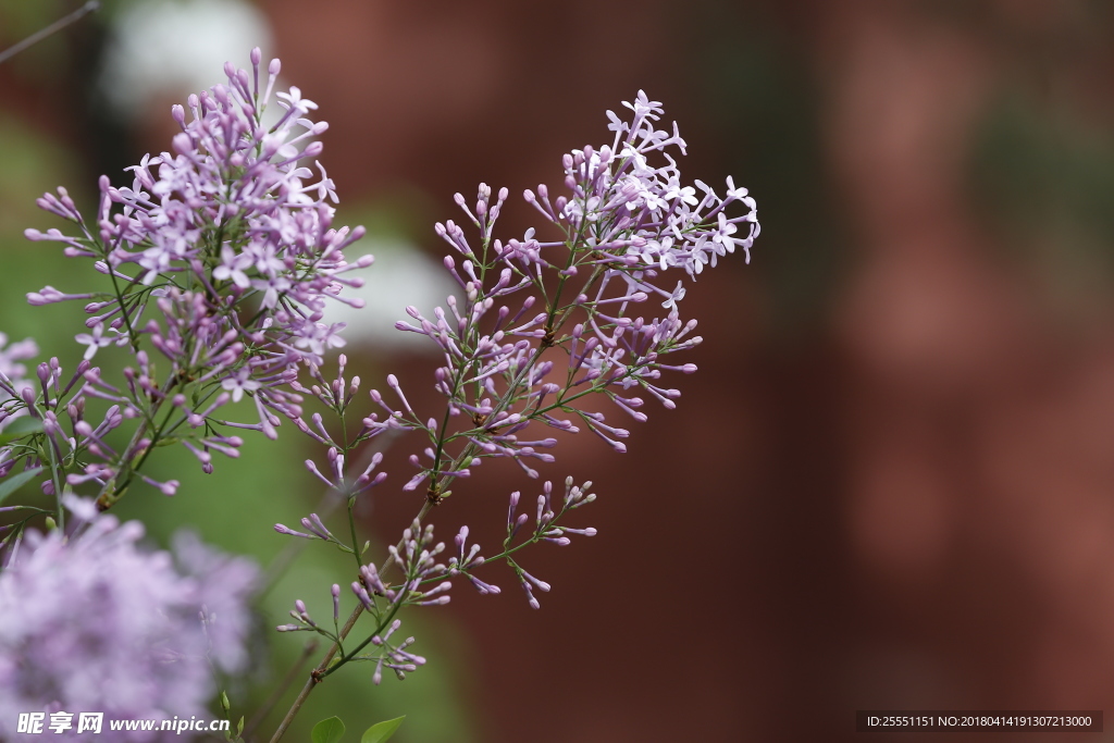 丁香花