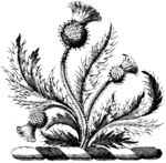 版画系列  插图系列  植物