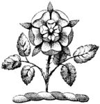版画系列  插图系列  植物