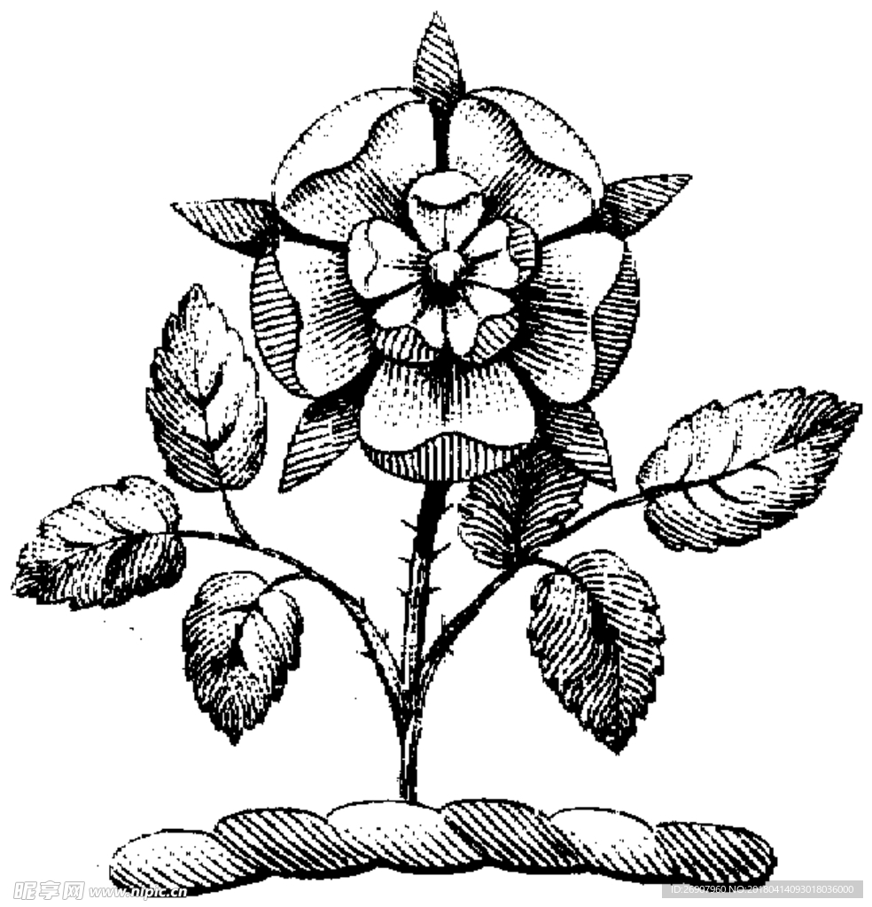 版画系列  插图系列  植物