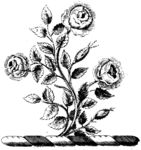 版画系列  插图系列  植物