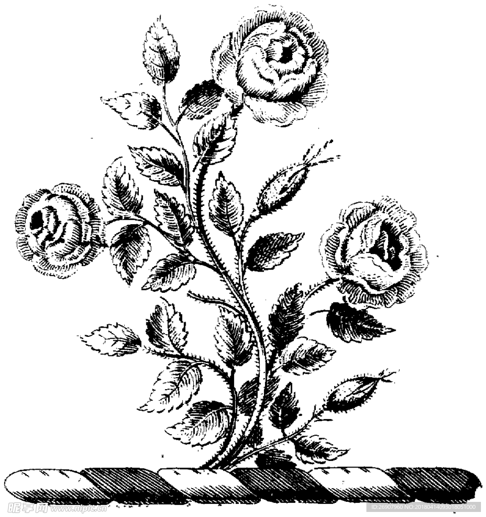 版画系列  插图系列  植物