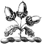 版画系列  插图系列  坚果