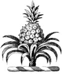版画系列  插图系列  植物