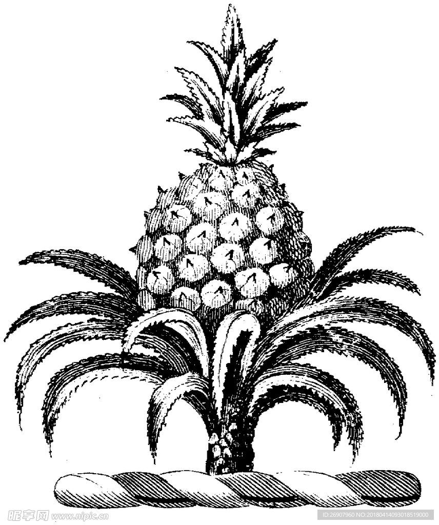 版画系列  插图系列  植物