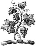 版画系列  插图系列  植物