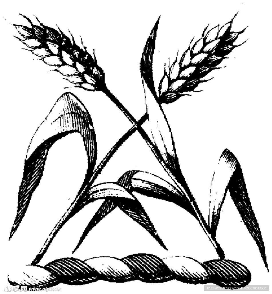 版画系列  插图系列  麦穗