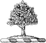 版画系列  插图  树