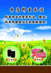 菜籽油